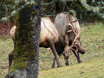 Elk Mating Season