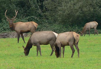 In May or June, an elk cow will deliver a single spotted calf